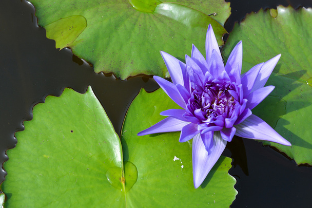 Violet lotus in the pond - Fotoğraf, Görsel