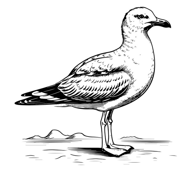Sea Gull standing sketch hand drawn Vector illustration Birds - Vector, Image