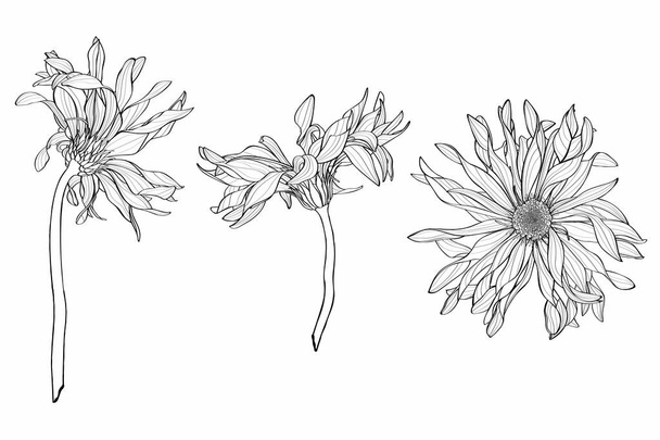Beautiful monochrome, line, black and white gerbera flowers set isolated. Hand-drawn contour lines and strokes. - Vector, Image