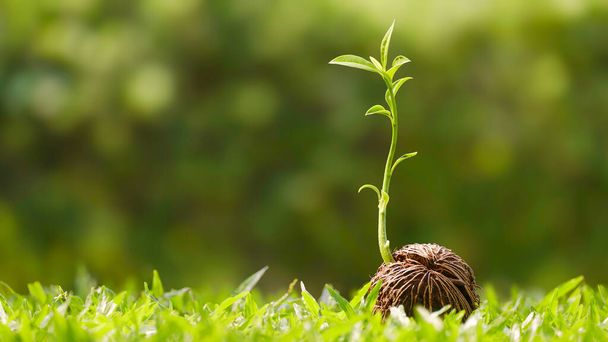 Green seedling growing from dry Cerbera odollam seed on grass with blurred greenery background - Photo, Image