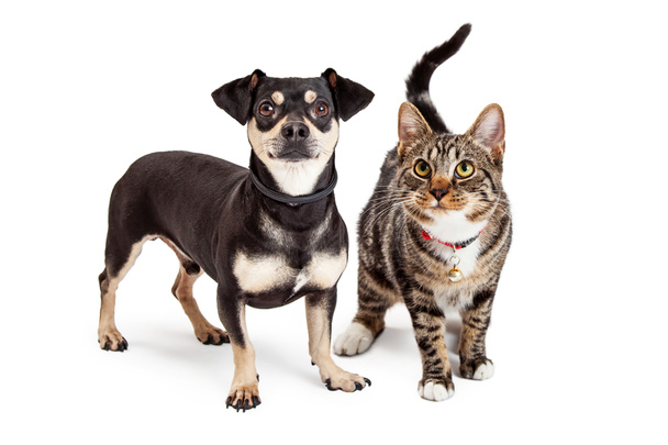 Dog and Cat Standing Looking Up Together - Photo, Image