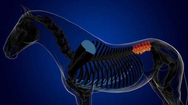 lumbální obratle koňské kostry anatomie pro lékařské pojetí 3D vykreslování - Fotografie, Obrázek