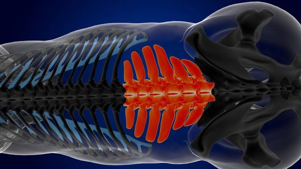 Vértebras lumbares esqueleto de caballo anatomía para el concepto médico 3D renderizado - Foto, imagen