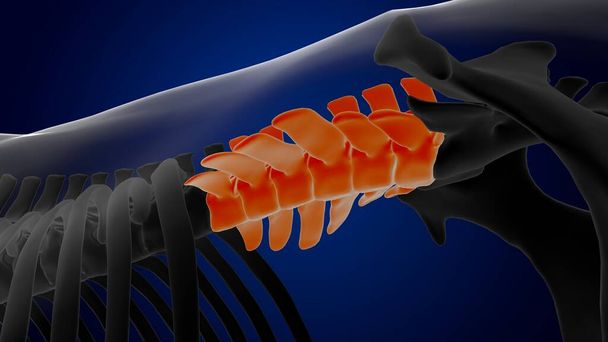 Vértebras lumbares esqueleto de caballo anatomía para el concepto médico 3D renderizado - Foto, Imagen