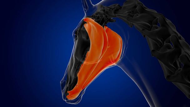Hueso mandíbula esqueleto anatomía para el concepto médico 3D renderizado - Foto, Imagen