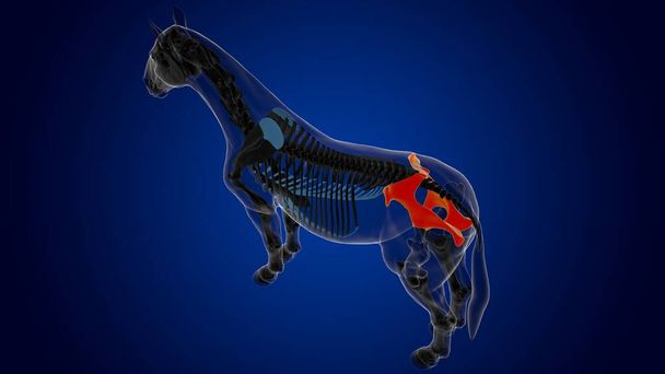 Beckenknochen Pferdeskelett Anatomie für medizinisches Konzept 3D Rendering - Foto, Bild