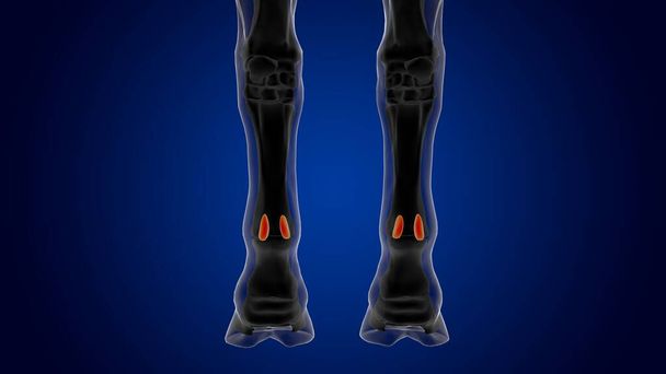 εγγύς ανατομία σκελετού αλόγου σεσαμοειδούς οστού για ιατρική έννοια 3D απόδοση - Φωτογραφία, εικόνα