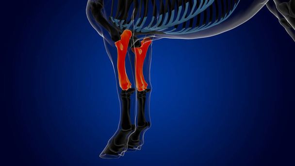 radio cúbito hueso caballo esqueleto anatomía para el concepto médico 3D renderizado - Foto, Imagen