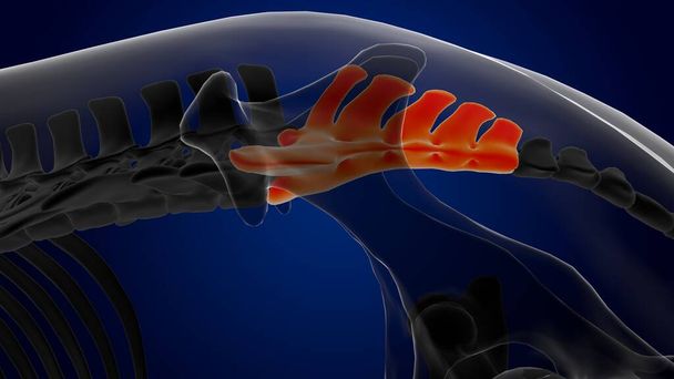 Sacral omurga kemiği iskelet anatomisi tıbbi konsept 3D görüntüleme - Fotoğraf, Görsel