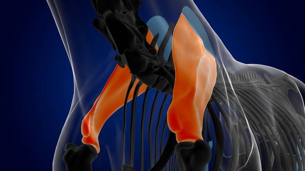 Escapula esqueleto de hueso de caballo anatomía para el concepto médico 3D renderizado - Foto, Imagen