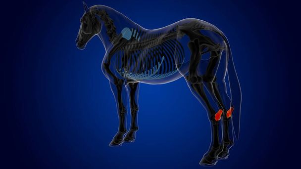 医療コンセプト3Dレンダリングのためのカルタヌス骨の馬の骨格解剖学 - 写真・画像