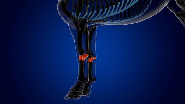 anatomie squelette de cheval osseux carpien pour concept médical rendu 3D - Photo, image