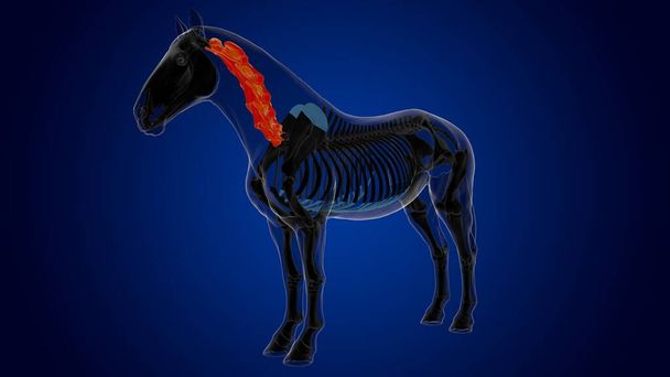 Vértebras cervicales esqueleto de caballo anatomía para el concepto médico 3D renderizado - Foto, Imagen