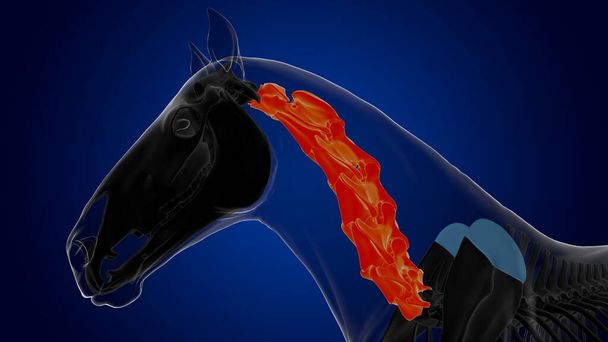 Vértebras cervicales esqueleto de caballo anatomía para el concepto médico 3D renderizado - Foto, imagen