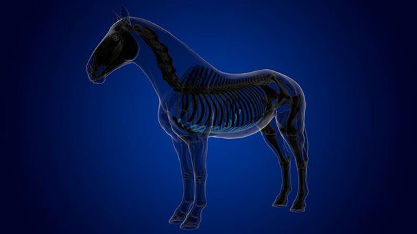 医療コンセプト3Dレンダリングのための高価な軟骨馬の骨格解剖学 - 写真・画像
