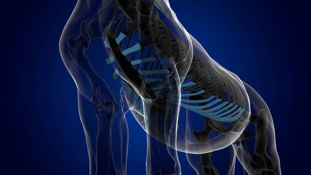 cartilage costal anatomie squelette de cheval pour concept médical rendu 3D - Photo, image