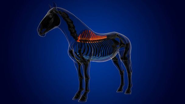 Vértebras torácicas esqueleto de caballo anatomía para el concepto médico 3D renderizado - Foto, Imagen