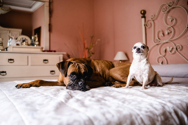 Симпатична маленька біла собака чихуахуа і велика коричнева собака-боксер лежить на животі над ліжком, відпочиваючи і дивлячись на камеру в затишній спальні вдома - Фото, зображення