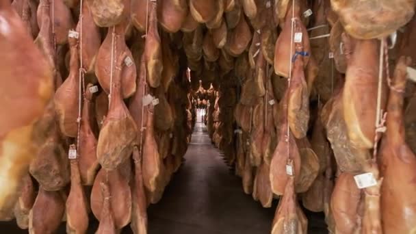 Fabryka nog świni Jamon serrano wisząca w przemysłowych nogach iberyjskiej szynki. Proces opracowywania szynki iberyjskiej - Materiał filmowy, wideo