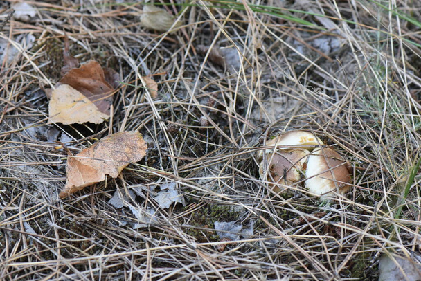 Cabeça marrom de cogumelo em floresta de pinheiro closeup no outono  - Foto, Imagem