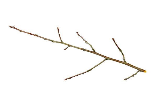 trockener Zweig auf weißem isoliertem Hintergrund - Foto, Bild