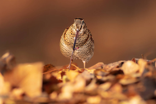 Un gaitero encontrando un gusano entre las hojas secas. Fondo de naturaleza marrón. Euroasiática Woodcock. - Foto, Imagen