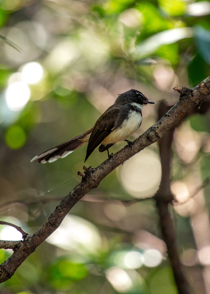 El Pied Fantail malayo es un ave pequeña e insectívora nativa del sudeste asiático. Tiene un característico plumaje blanco y negro y una larga cola en forma de abanico. Pied Fantails de Malasia se encuentran en una variedad de hábitats, incluyendo bosques, bosques y  - Foto, imagen