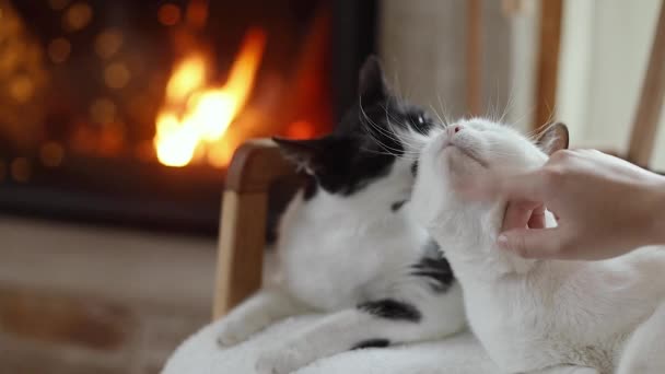 Carino due gatti che si rilassano presso accogliente camino. I gatti adorabili si leccano e si lavano a vicenda mentre riposano sulla sedia moderna contro il camino ardente nella stanza festiva di Natale. Filmati - Filmati, video