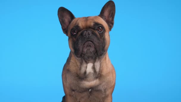 schattig klein Frans bulldog puppy zitten en kijken vooruit in de voorkant van blauwe achtergrond in studio - Video