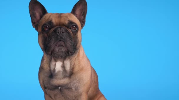 curious little French bulldog puppy looking up and begging for food while sitting in front of blue background - Footage, Video