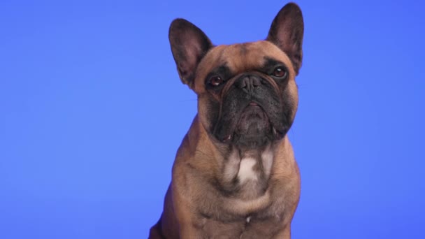 lindo bulldog francés mirando hacia adelante, lamiendo la nariz y sentado en frente de fondo púrpura en el estudio - Imágenes, Vídeo