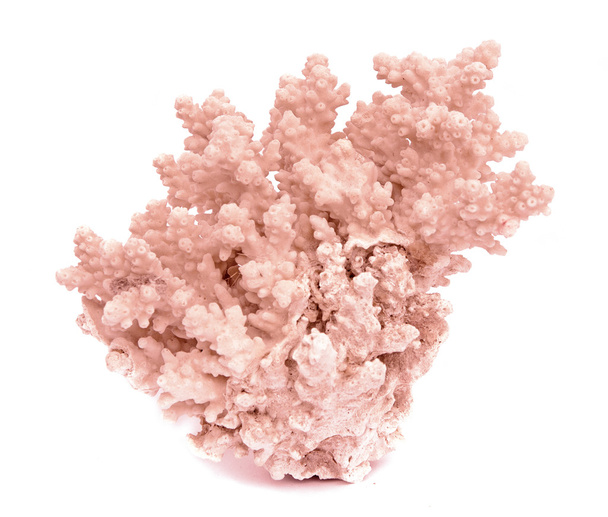coral on white background - Photo, Image
