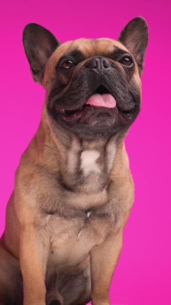 красивый французский бульдог щенок глядя вверх и задыхаясь, сидя на фоне розового фона - Кадры, видео