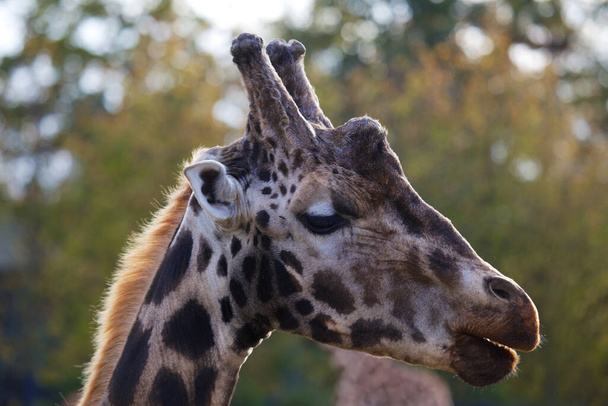 Genadige giraffe (Giraffa camelopardalis) gevangen in zijn Afrikaanse savanne habitat. Herkend om zijn iconische lange nek en kenmerkende gevlekte vacht. - Foto, afbeelding