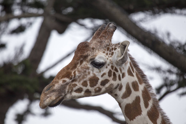 Genadige giraffe (Giraffa camelopardalis) gevangen in zijn Afrikaanse savanne habitat. Herkend om zijn iconische lange nek en kenmerkende gevlekte vacht. - Foto, afbeelding