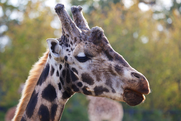 Anmutige Giraffe (Giraffa camelopardalis), gefangen in ihrem afrikanischen Savannenlebensraum. Bekannt für seinen ikonischen langen Hals und sein charakteristisches geflecktes Fell. - Foto, Bild