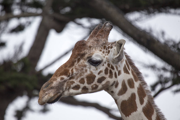 Anmutige Giraffe (Giraffa camelopardalis), gefangen in ihrem afrikanischen Savannenlebensraum. Bekannt für seinen ikonischen langen Hals und sein charakteristisches geflecktes Fell. - Foto, Bild