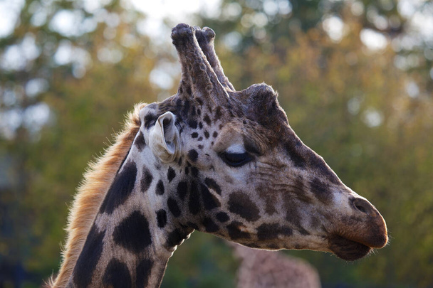 Kecses zsiráf (Giraffa camelopardalis) fogott afrikai szavanna élőhelyén. Elismert a ikonikus hosszú nyak és jellegzetes foltos kabát. - Fotó, kép