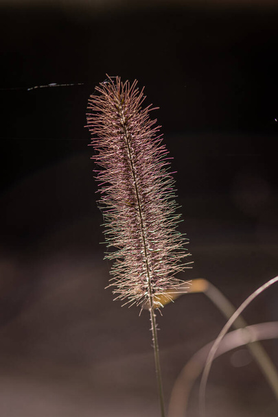 photo of fountain grass in autumn   - Photo, Image