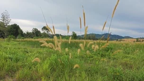 wilde buschige Wiese von Setaria knootroot borstlegrass - Filmmaterial, Video