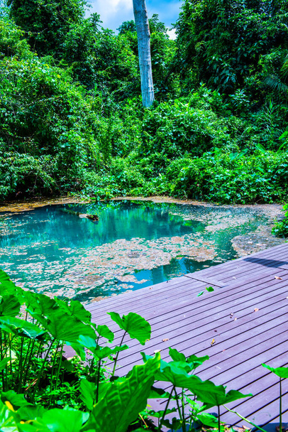 Тепло ставок у національному парку Фу - Санг (Таїланд).. - Фото, зображення