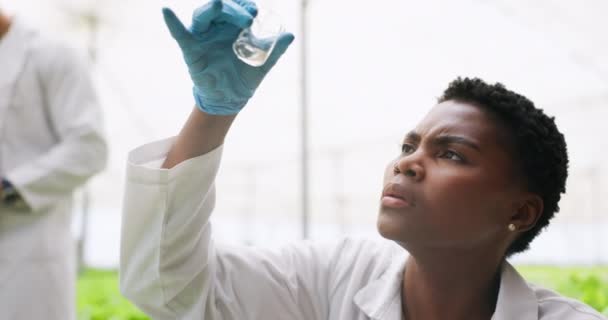 Scientist, biochemistry and glass with liquid for agriculture, sustainable development and plant in greenhouse. Black woman, lab coat and gloves for experiment of crop, genome or genetic modification. - Footage, Video