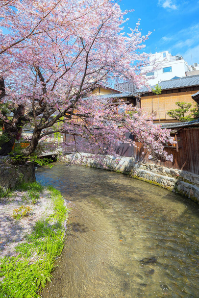 Heian Jingu Garden è un giardino con una varietà di piante, stagni ed edifici e alberi di ciliegio piangenti, che lo rende uno dei migliori punti di fiori di ciliegio a Kyoto - Foto, immagini