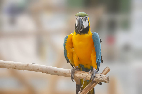 Gelber Ara Papagei Porträt isoliert und auf Holz hockt. Psittacidae - Foto, Bild