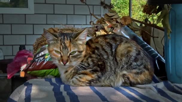 Osamělá kočka bez domova spí na parapetu na čerstvém vzduchu. Ubohé a hladové kočky žijící na ulici. Bezdomovec spí ve stínu. - Záběry, video