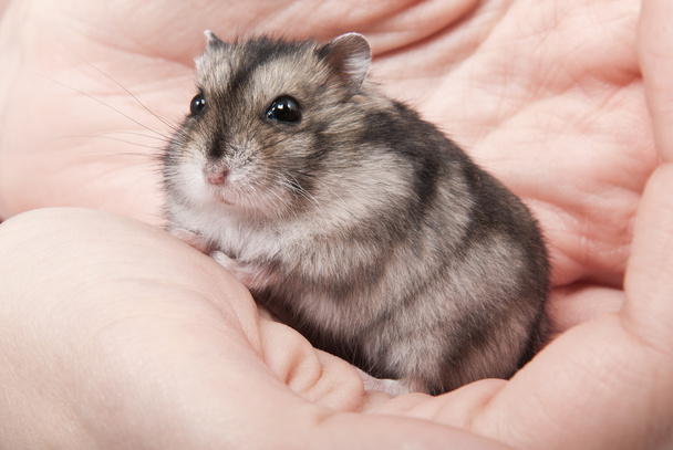 Little dwarf hamster on womans hands - Foto, afbeelding