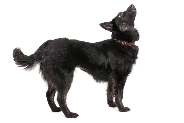 Retrato de perro negro sobre fondo blanco estudio
 - Foto, Imagen