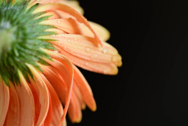 hermosa flor en el fondo, de cerca - Foto, imagen