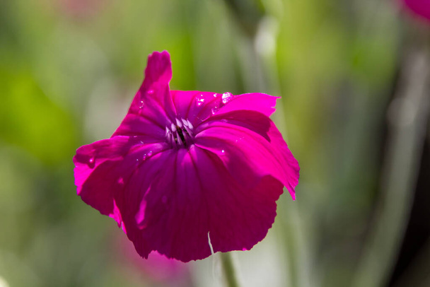 Květina v zahradě - Fotografie, Obrázek