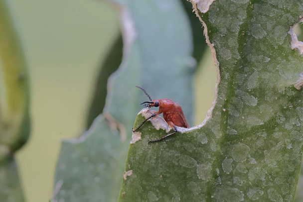 Рудий кардинальний жук готується на голландській трубці. Ця красива кольорова комаха має наукову назву Pyrochroa Serraticornis. - Фото, зображення